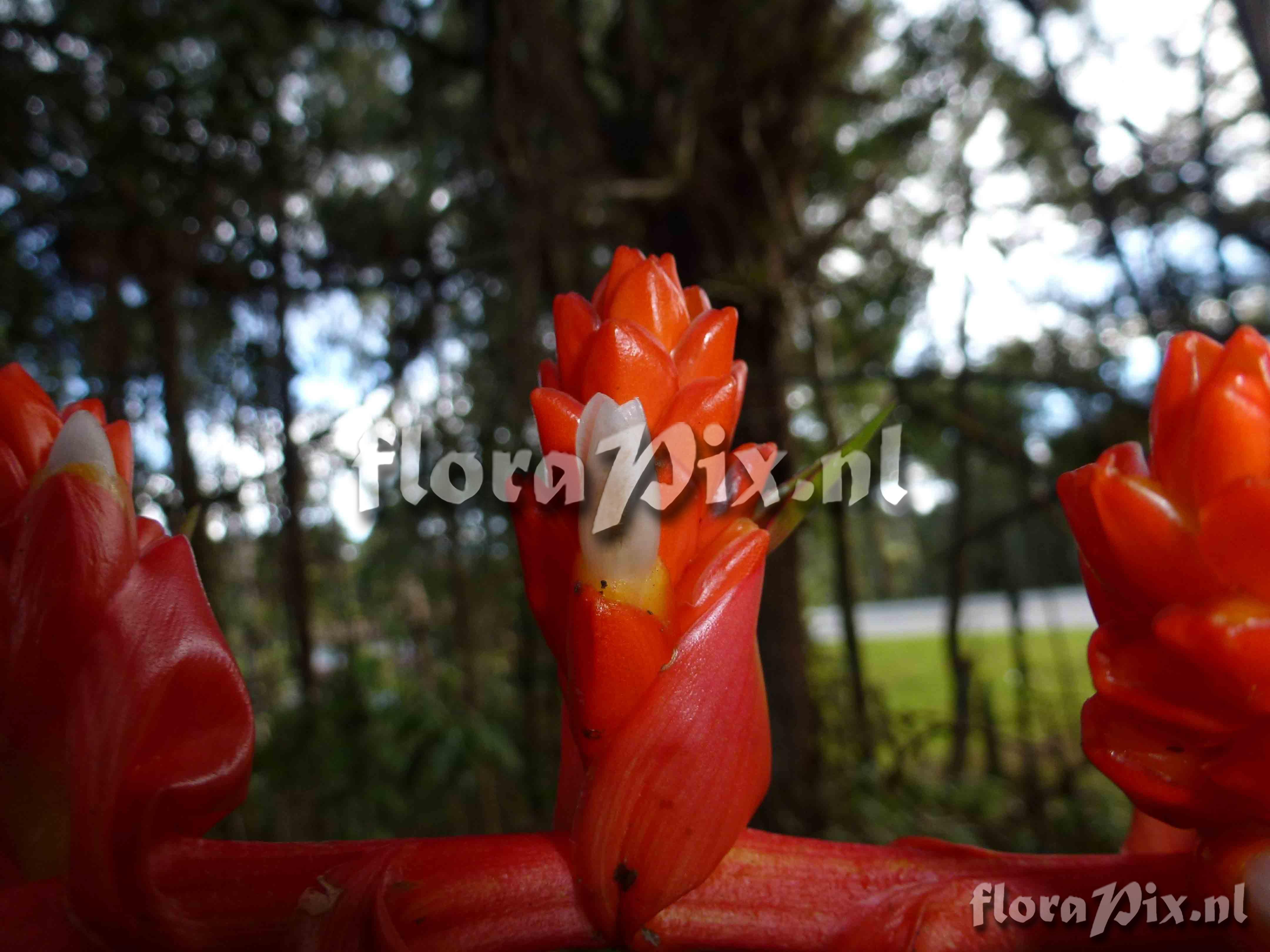 Guzmania multiflora ?