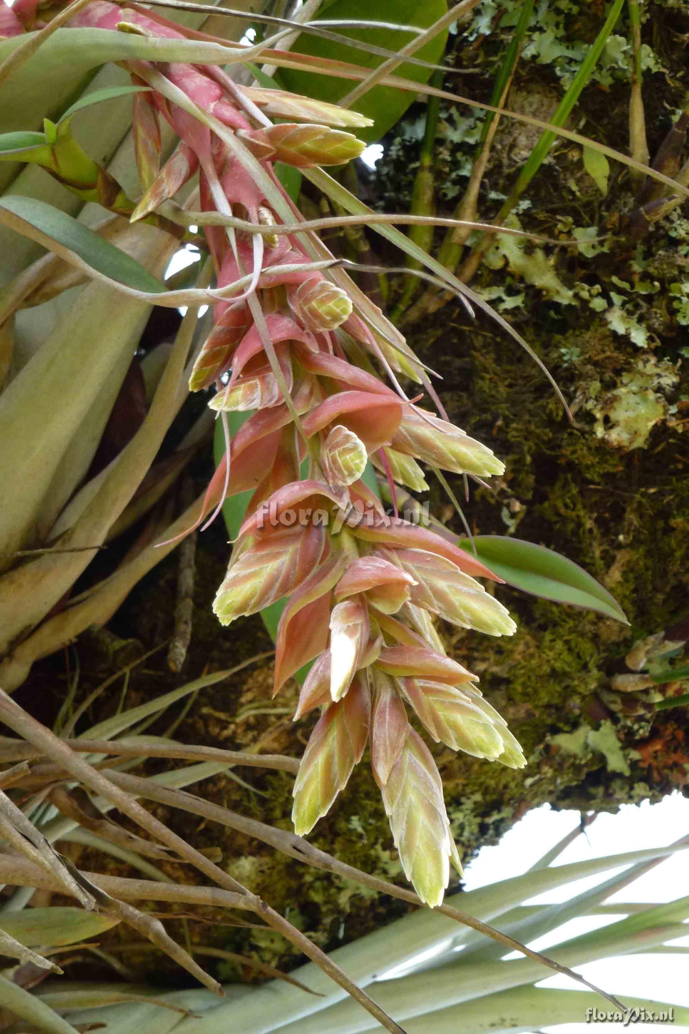 Tillandsia schultzei