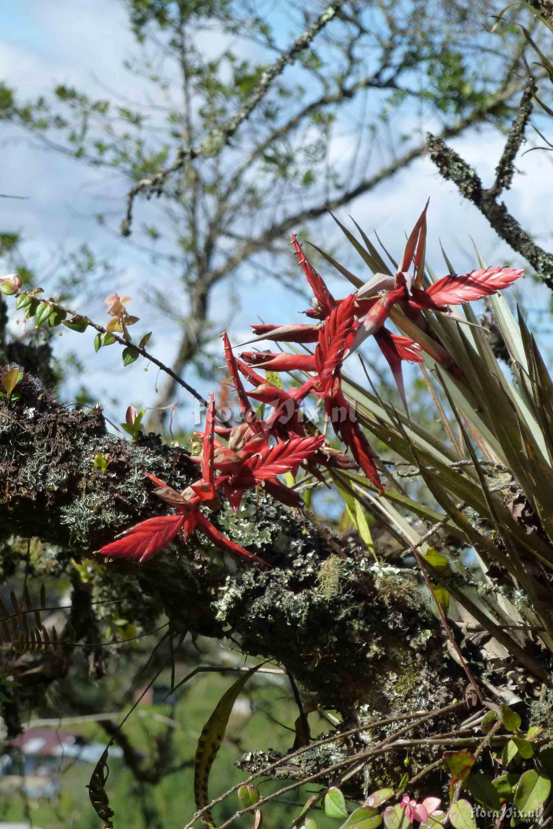 Tillandsia ?