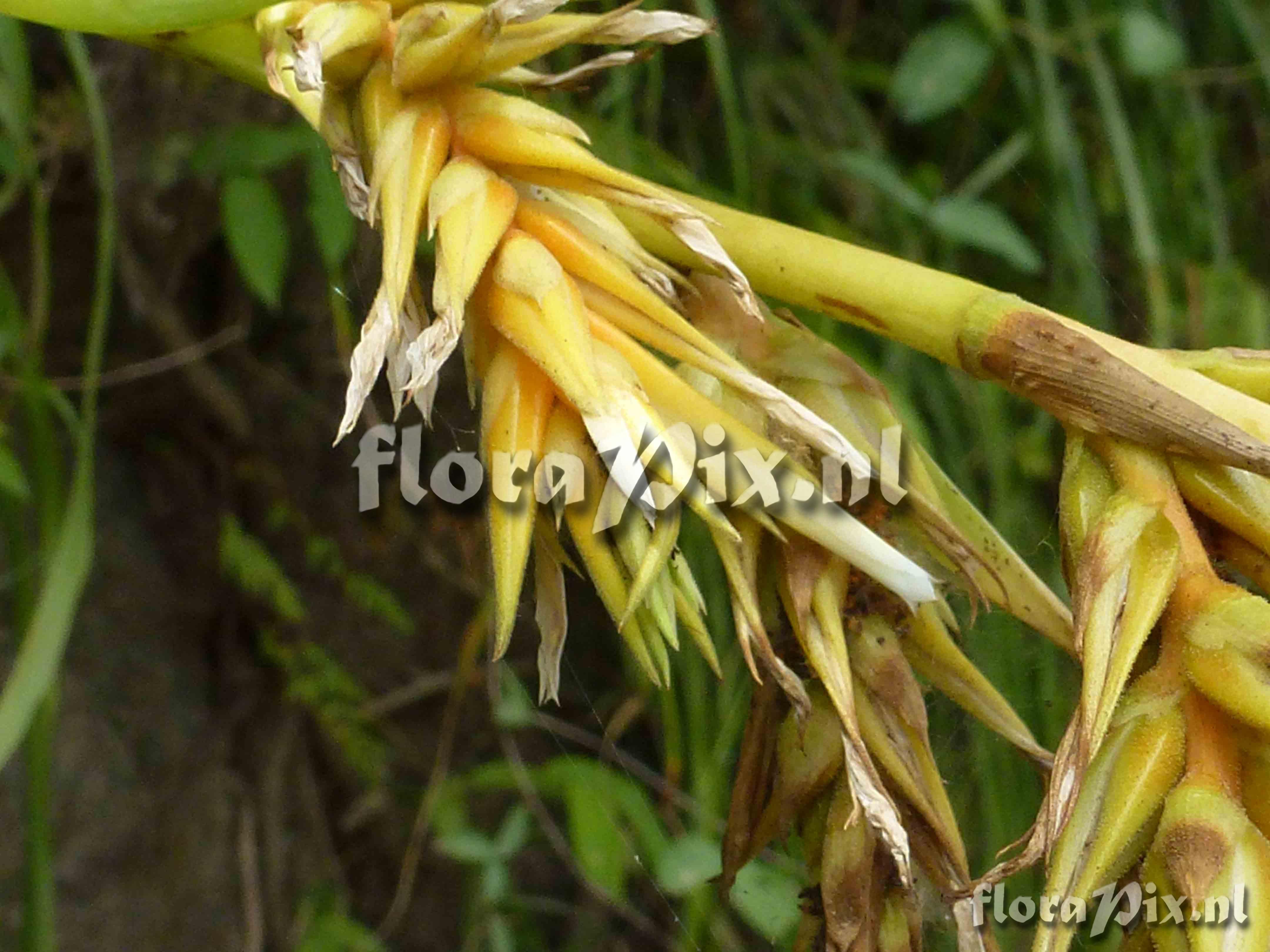 Pitcairnia fluvialis ?